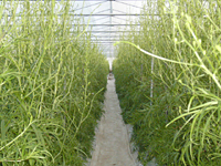 クリックすると大きな画像が出てきます。