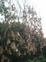 クリックすると大きな画像が出てきます。