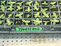 クリックすると大きな画像が出てきます。