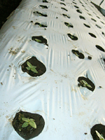 クリックすると大きな画像が出てきます。