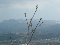 クリックすると大きな画像が出てきます。