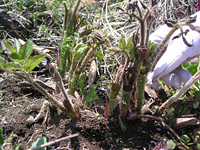 クリックすると大きな画像が出てきます。