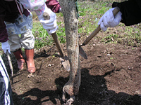 クリックすると大きな画像が出てきます。