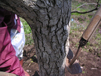 クリックすると大きな画像が出てきます。