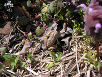 クリックすると大きな画像が出てきます。