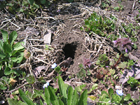 クリックすると大きな画像が出てきます。