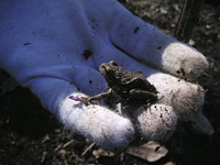 クリックすると大きな画像が出てきます。