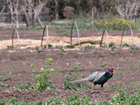 クリックすると大きな画像が出てきます。