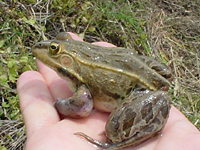 クリックすると大きな画像が出てきます。