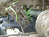 クリックすると大きな画像が出てきます。