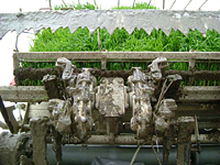 クリックすると大きな画像が出てきます。