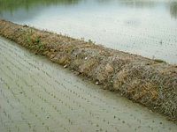 クリックすると大きな画像が出てきます。