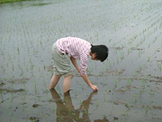 クリックすると大きな画像が出てきます。