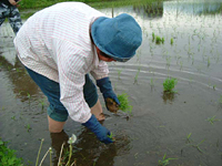 クリックすると大きな画像が出てきます。