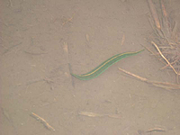 クリックすると大きな画像が出てきます。