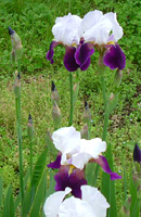 クリックすると大きな画像が出てきます。