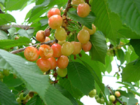 クリックすると大きな画像が出てきます。