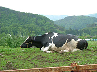 クリックすると大きな画像が出てきます。