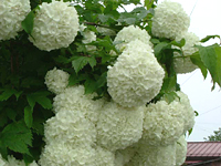 クリックすると大きな画像が出てきます。