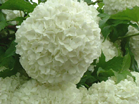 クリックすると大きな画像が出てきます。