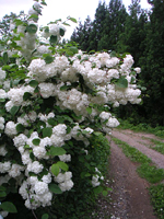 クリックすると大きな画像が出てきます。