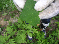 クリックすると大きな画像が出てきます。