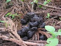 クリックすると大きな画像が出てきます。