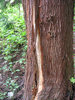 クリックすると大きな画像が出てきます。