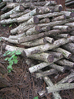 クリックすると大きな画像が出てきます。