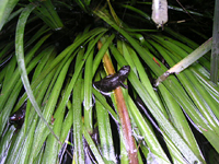 クリックすると大きな画像が出てきます。