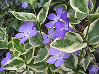 クリックすると大きな画像が出てきます。