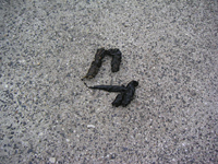 クリックすると大きな画像が出てきます。