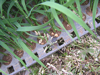 クリックすると大きな画像が出てきます。