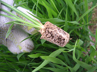 クリックすると大きな画像が出てきます。