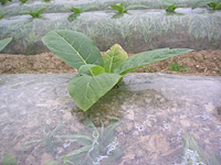 クリックすると大きな画像が出てきます。