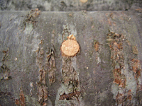 クリックすると大きな画像が出てきます。