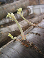 クリックすると大きな画像が出てきます。