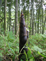 クリックすると大きな画像が出てきます。