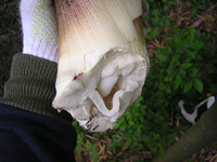 クリックすると大きな画像が出てきます。