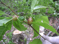 クリックすると大きな画像が出てきます。