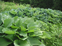 クリックすると大きな画像が出てきます。