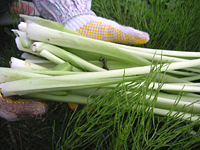 クリックすると大きな画像が出てきます。