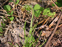 クリックすると大きな画像が出てきます。