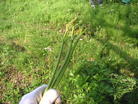 クリックすると大きな画像が出てきます。