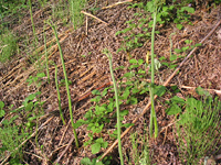 クリックすると大きな画像が出てきます。