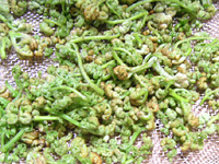 クリックすると大きな画像が出てきます。