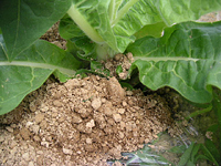 クリックすると大きな画像が出てきます。