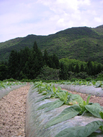 クリックすると大きな画像が出てきます。