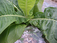 クリックすると大きな画像が出てきます。