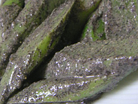 クリックすると大きな画像が出てきます。